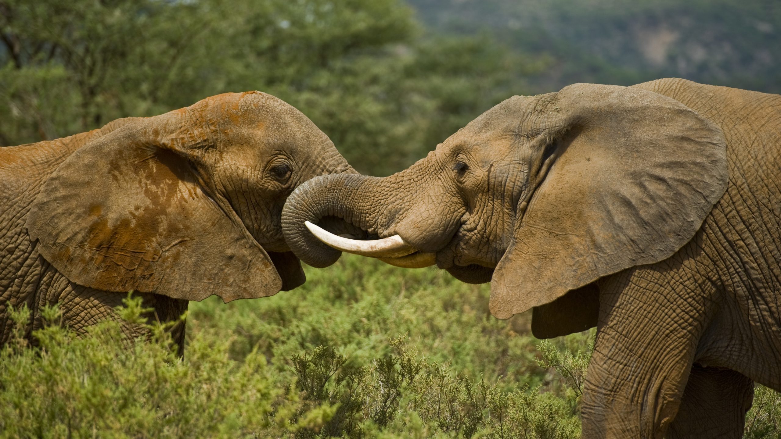 save the elephants, elephant, elephants are important, why elephants are important, STE, wildlife conservation, wildlife, elephant tusks, Samburu National Reserve, Kenya, get involved, donate, internship, spread the word, trustees, partners, partnership, trustees and partners