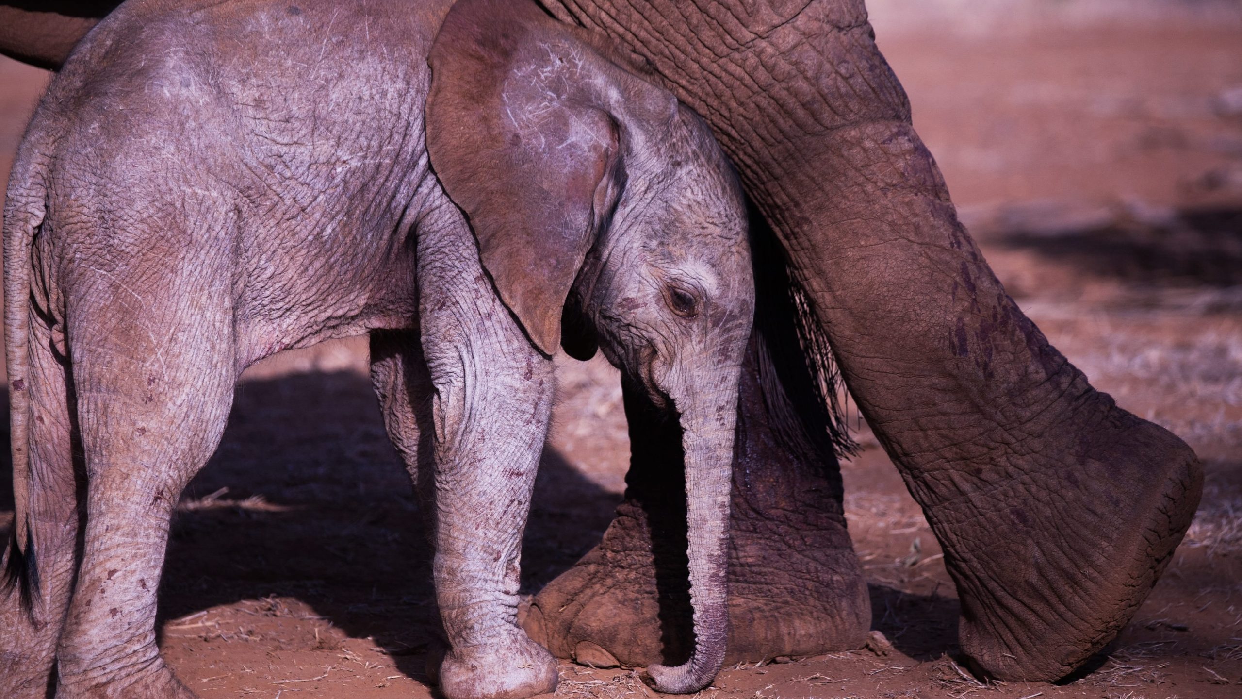 save the elephants, elephant, baby elephant, elephant calf, poaching, ivory poaching, say no to ivory, STE, wildlife conservation, wildlife, elephant tusks, Samburu National Reserve, Kenya
