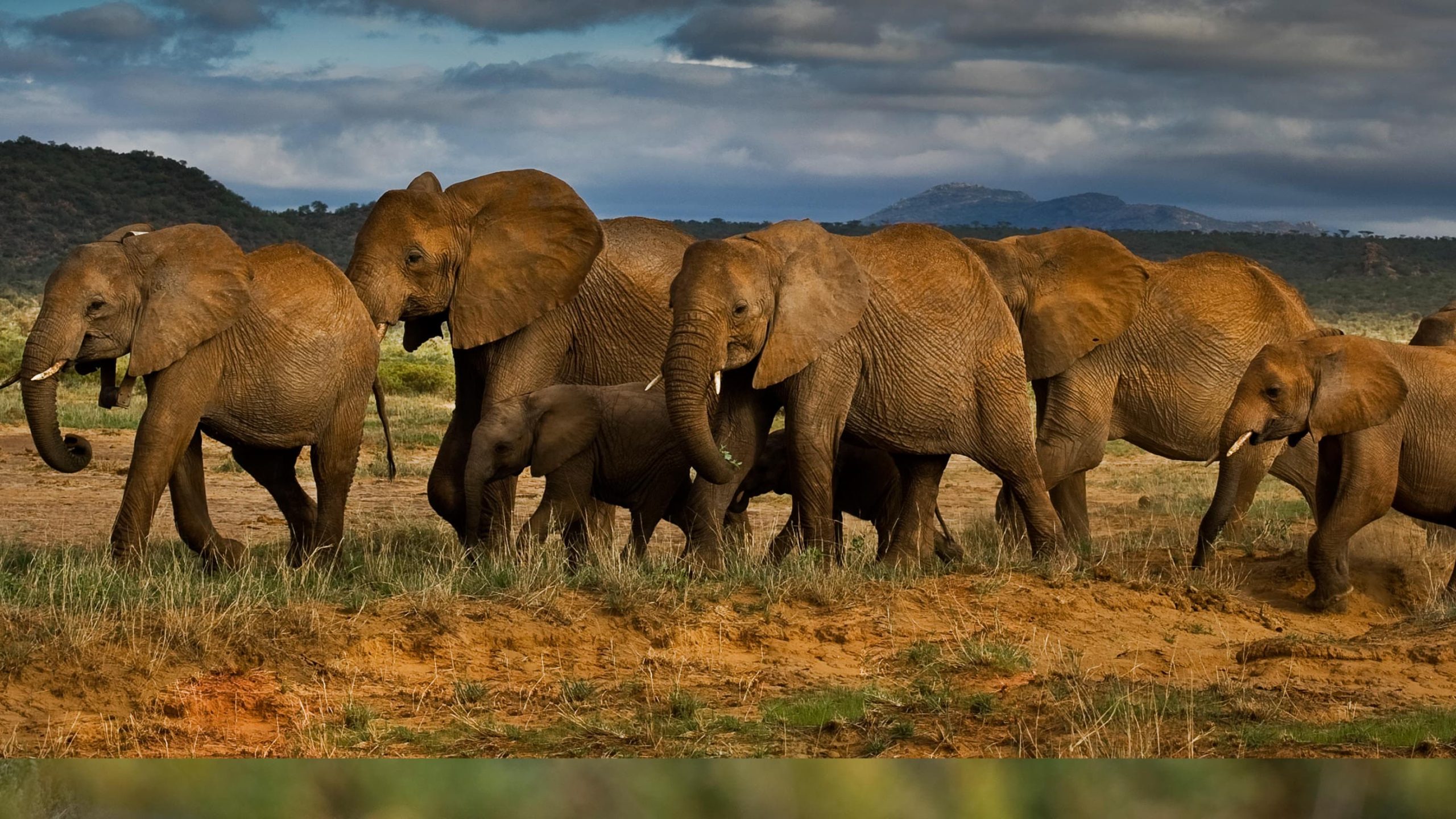 save the elephants, elephant, elephants are important, why elephants are important, STE, wildlife conservation, wildlife, elephant tusks, Samburu National Reserve, Kenya, get involved, donate, internship, spread the word, funds, funding, donation