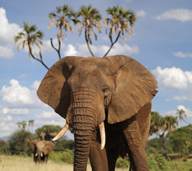 Samburu Elephant Project
