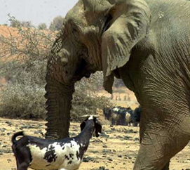 The Desert Elephants of Mali