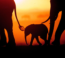The Mara Elephant Project