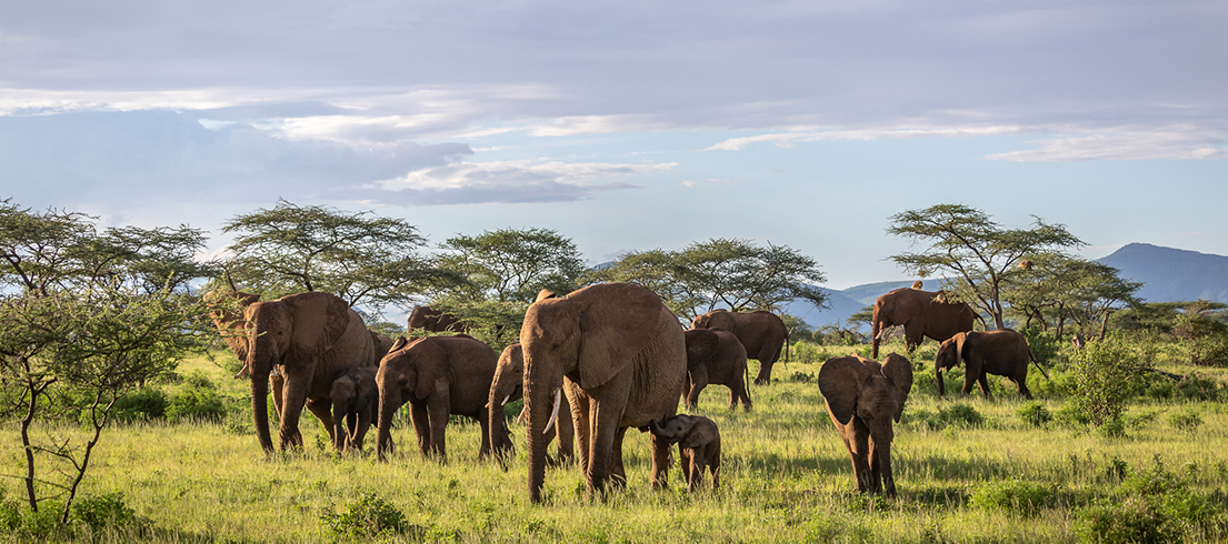 Samburu Elephants