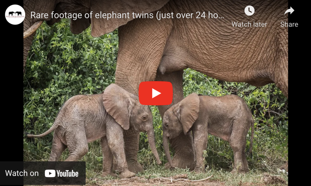 Samburu elephants twins
