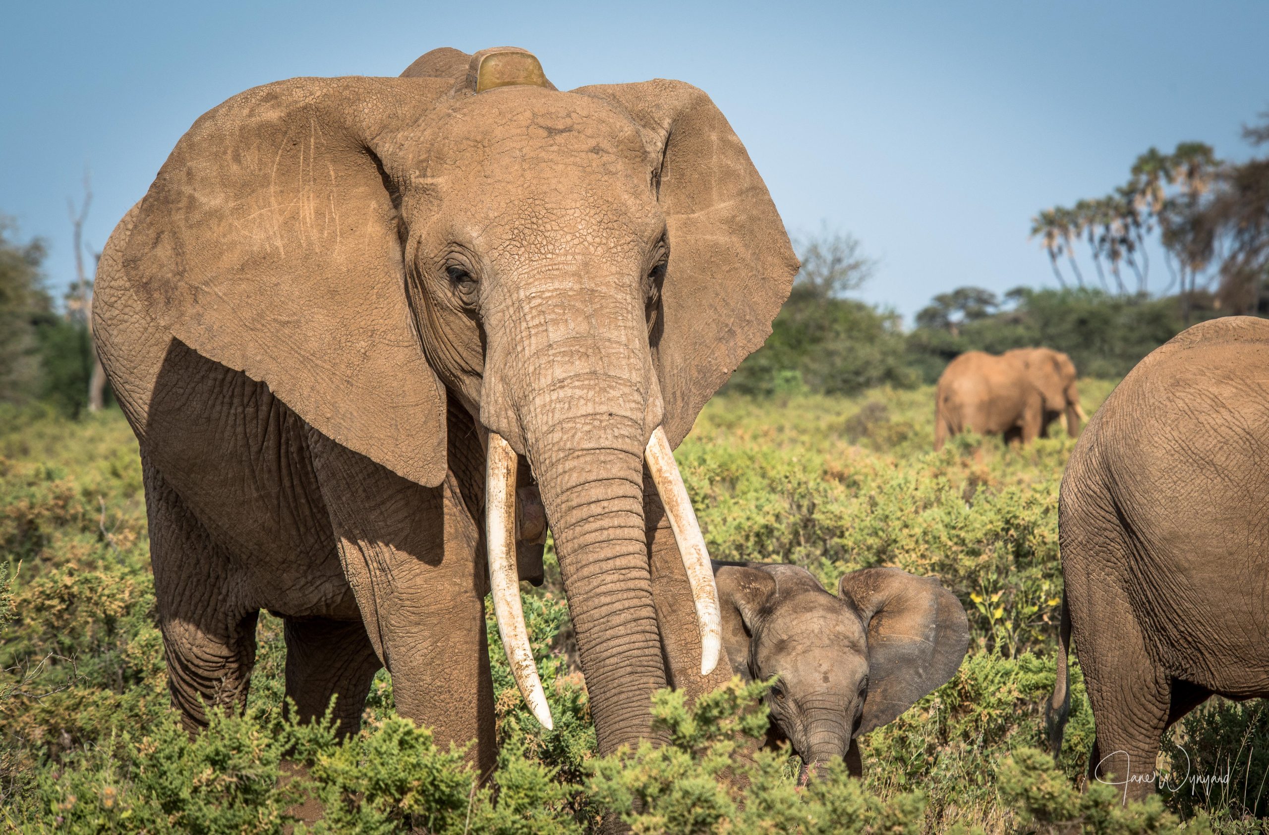 Elephant mother with her calf and herd in Samburu National Reserve