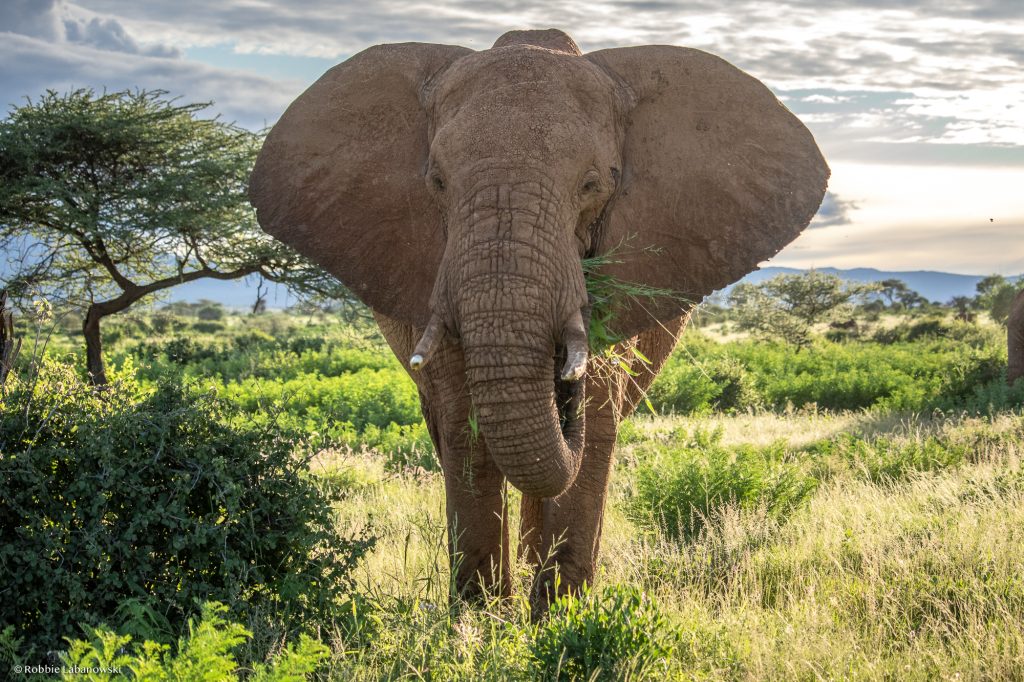 Unravelling the intricacies of wild elephant diets - Save the Elephants